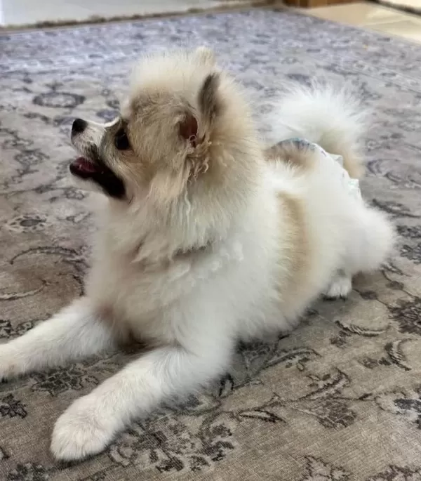 Pomeranian Boo Dişi Köpeğimiz