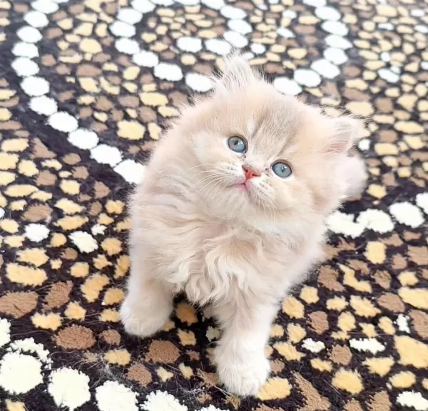 British Shorthair Ve Longhair Safkan