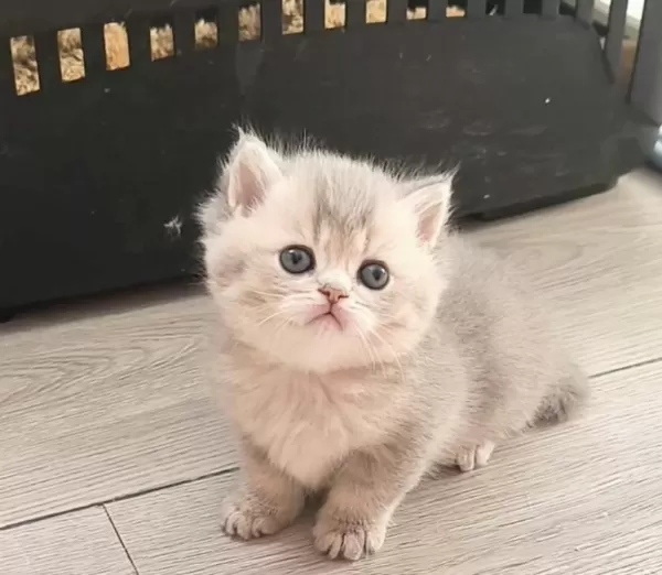 British Shorthair Ve Longhair Safkan
