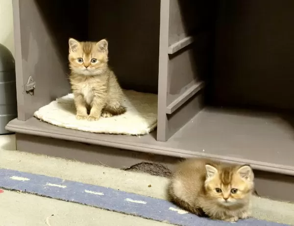 British Shorthair Ve Longhair Safkan