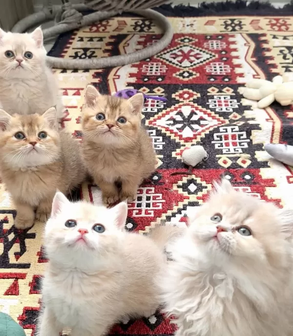 British Shorthair Ve Longhair Safkan