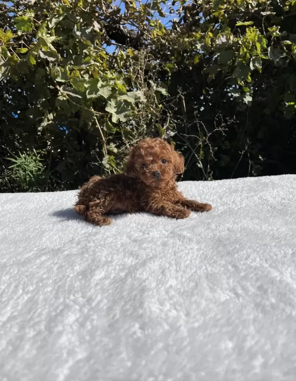 Kore Kan Aşılı Bebek Köpekler
