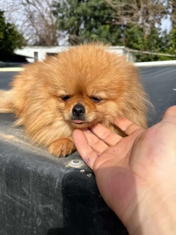1,5 Yaşında Kusursuz Mini Dişi Üst Kalite Pomeranian