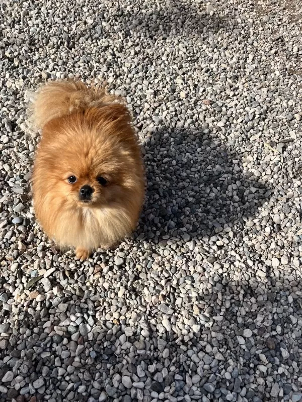 1,5 Yaşında Kusursuz Mini Dişi Üst Kalite Pomeranian
