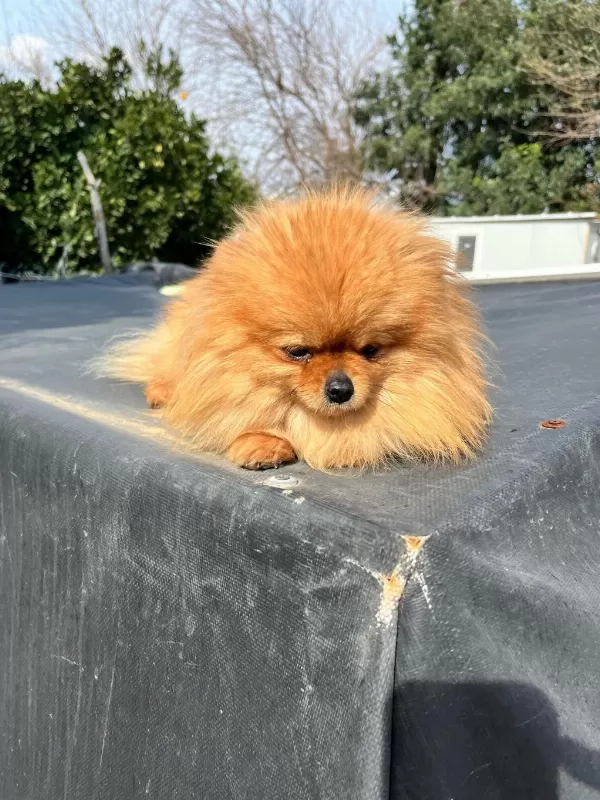 1,5 Yaşında Kusursuz Mini Dişi Üst Kalite Pomeranian