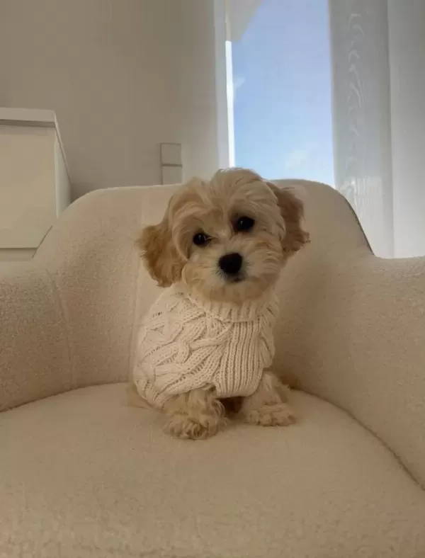 Aşılı Maltipoo Yavrularımız