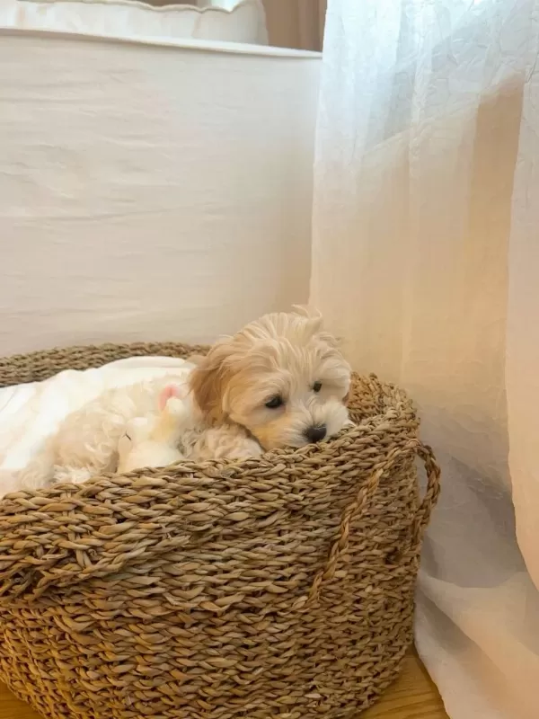 Aşılı Maltipoo Yavrularımız
