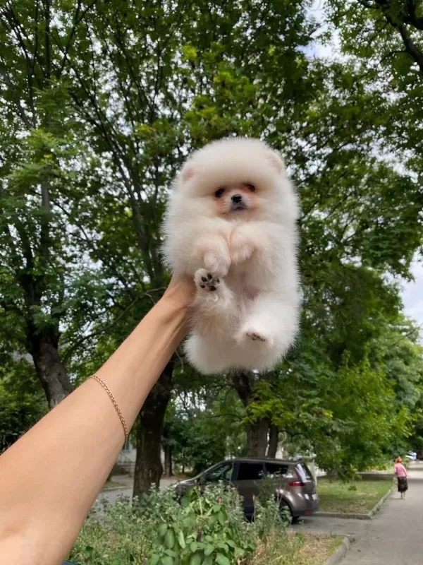 Pomeranian Yavrular Aşılı Rusya Giriş