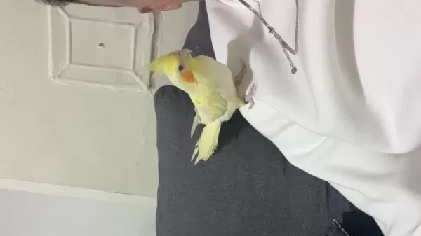 Erkek Sultan Papağanı 10 Aylık
