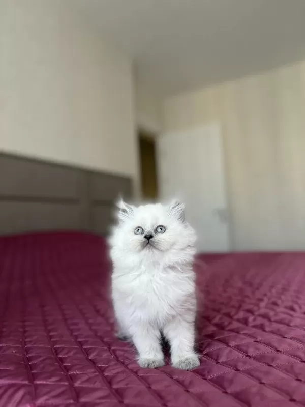 British Longhair Yavrularimiz