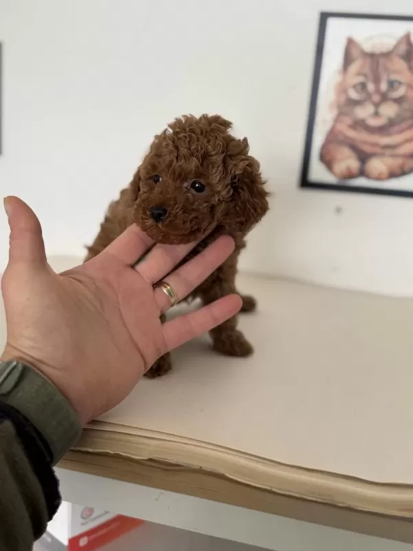 Petmode Köpek Çiftliğinden Tea Cup Poodle