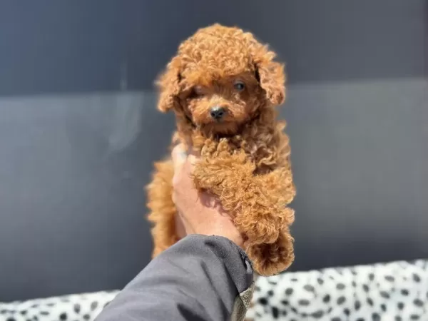 Petmode Köpek Çiftliğinden Tea Cup Poodle