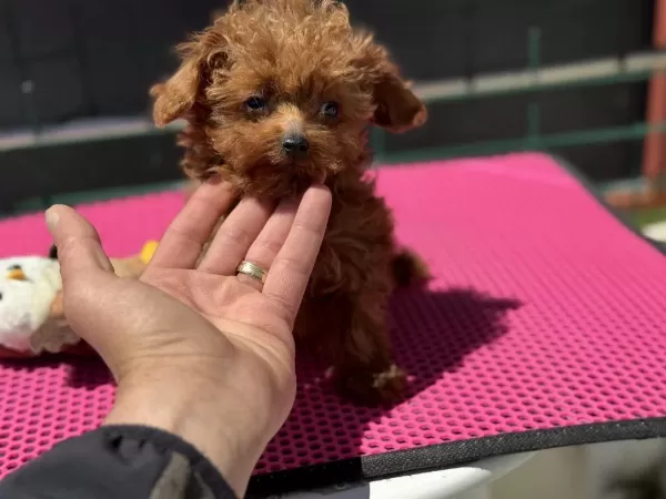 Petmode Köpek Çiftliğinden Tea Cup Poodle