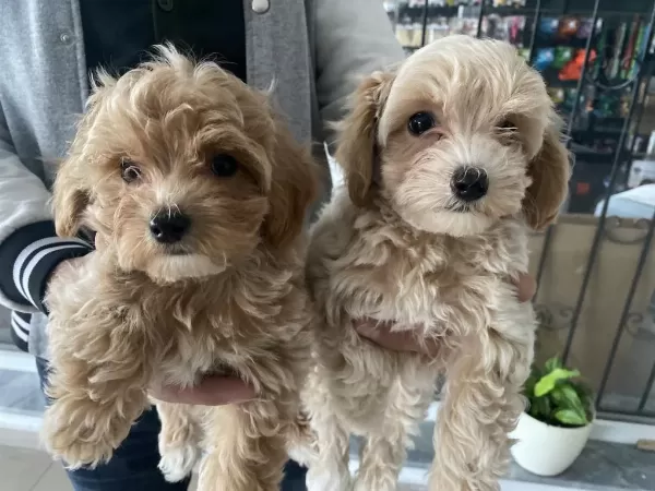 Yasal Ruhsatlı Çiftlikden Maltipoo Yavrularımız