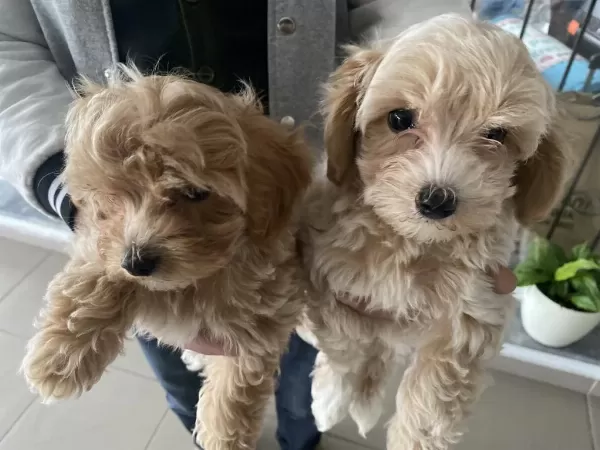 Yasal Ruhsatlı Çiftlikden Maltipoo Yavrularımız
