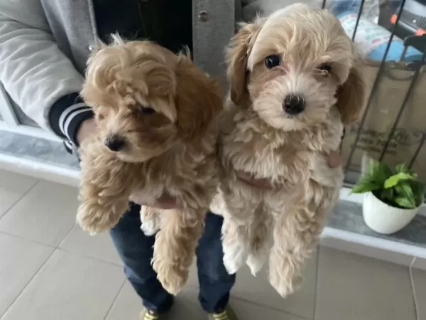Yasal Ruhsatlı Çiftlikden Maltipoo Yavrularımız