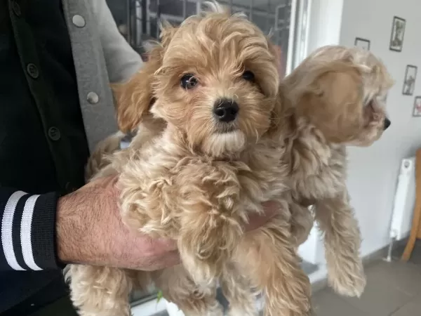 Yasal Ruhsatlı Çiftlikden Maltipoo Yavrularımız