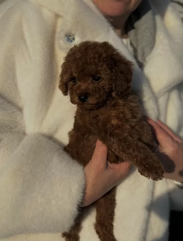 Toy Poodle Yavrularımız