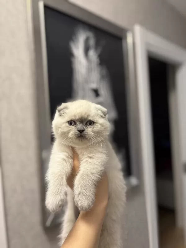 Scottish Fold Blue Point Yavrularim