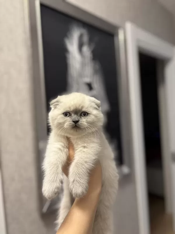 Scottish Fold Blue Point Yavrularim