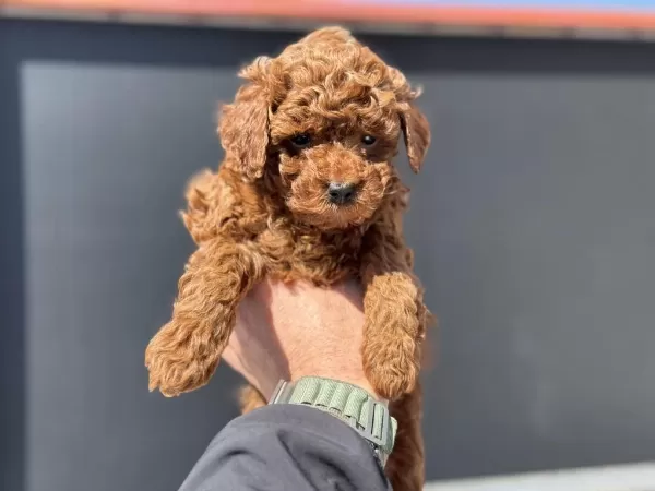 Petmode Köpek Çiftliğinde Ziyarete Açık Toy Poodle