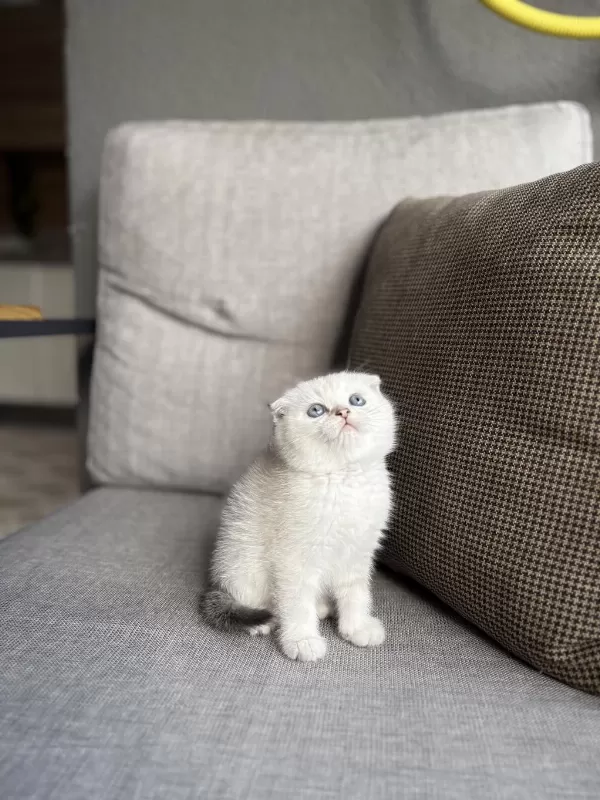 Scottish Fold Sikver Yavrularim