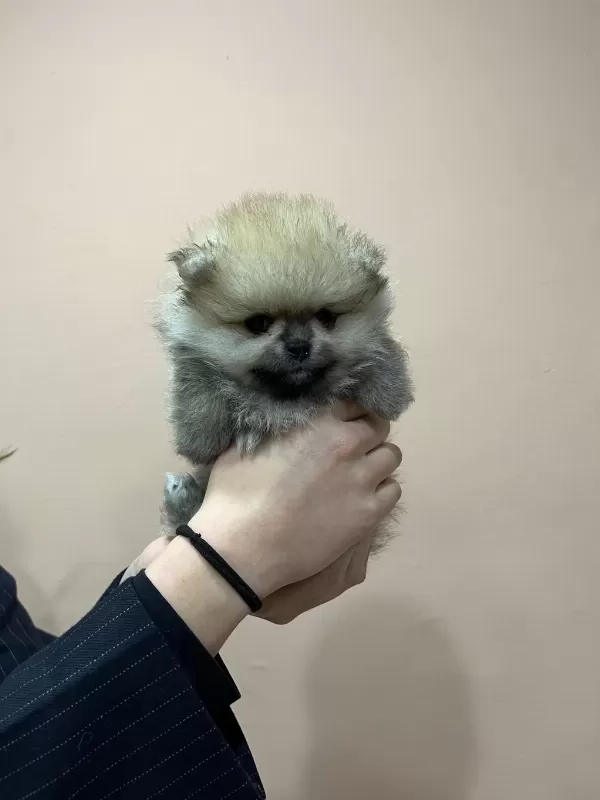 Petmode Köpek Çiftliğinden Teddy Pomeranian