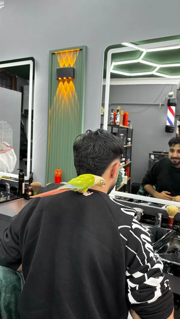 Çift Ve Sağlıklı Ve Eğitimli Konur Papağanı