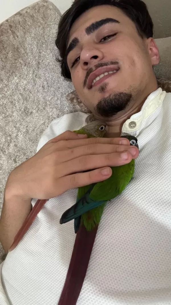 Çift Ve Sağlıklı Ve Eğitimli Konur Papağanı