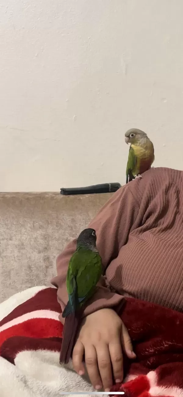 Çift Ve Sağlıklı Ve Eğitimli Konur Papağanı