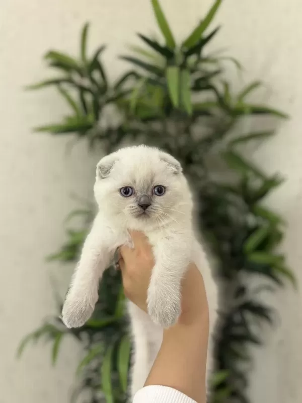 Bursanin En Seçkin Scottish Fold Yavrulari