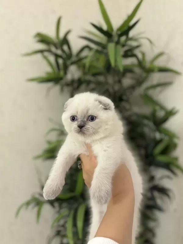 Bursanin En Seçkin Scottish Fold Yavrulari