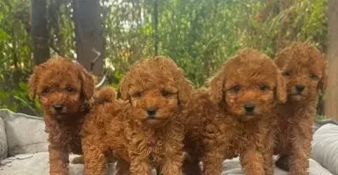 Toy Poodle Yavrularimiz