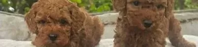 Toy Poodle Yavrularimiz