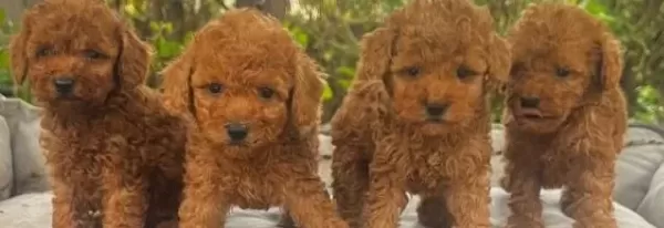 Toy Poodle Yavrularimiz