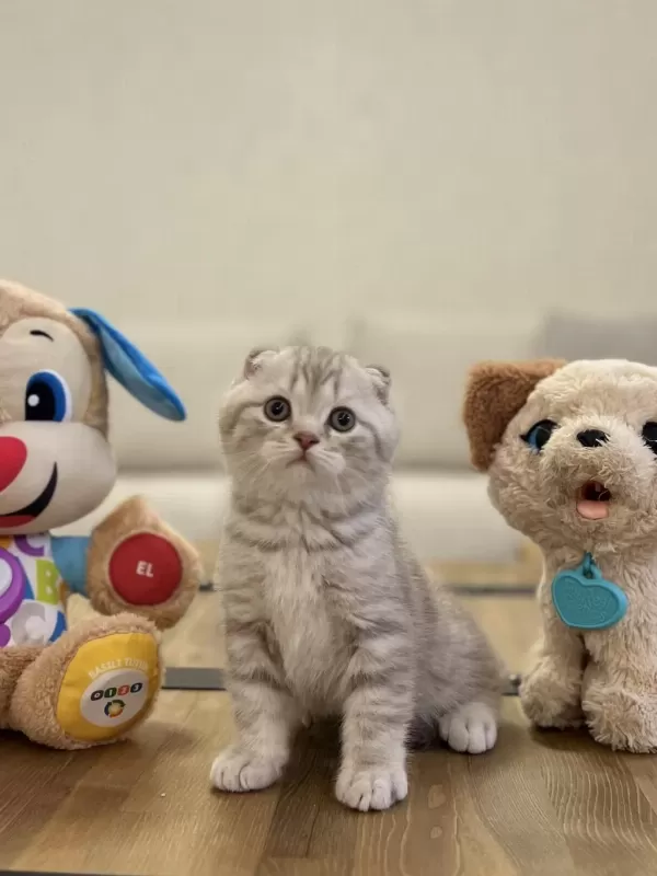 Scottish Fold Safkan Yavrularim