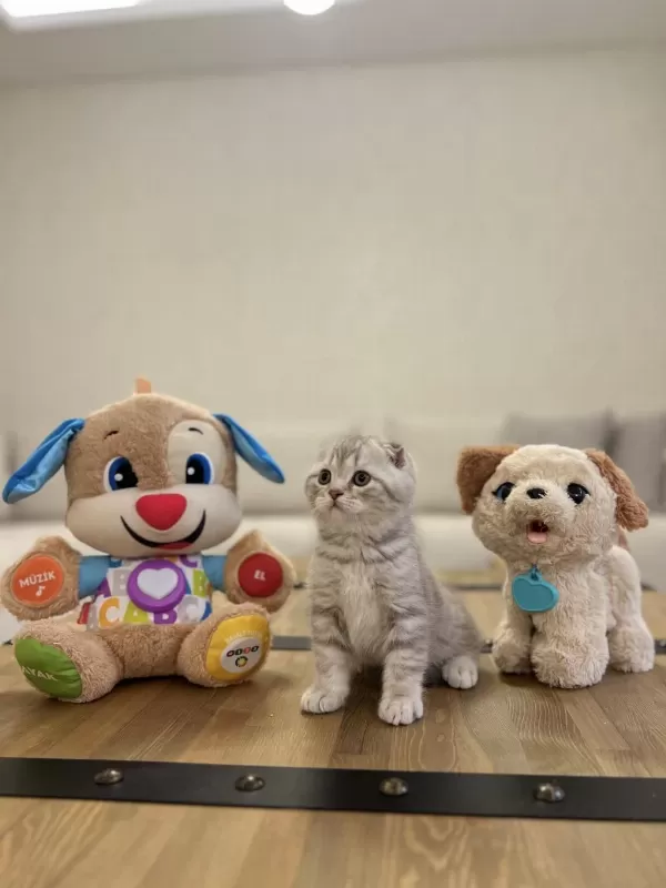Scottish Fold Safkan Yavrularim