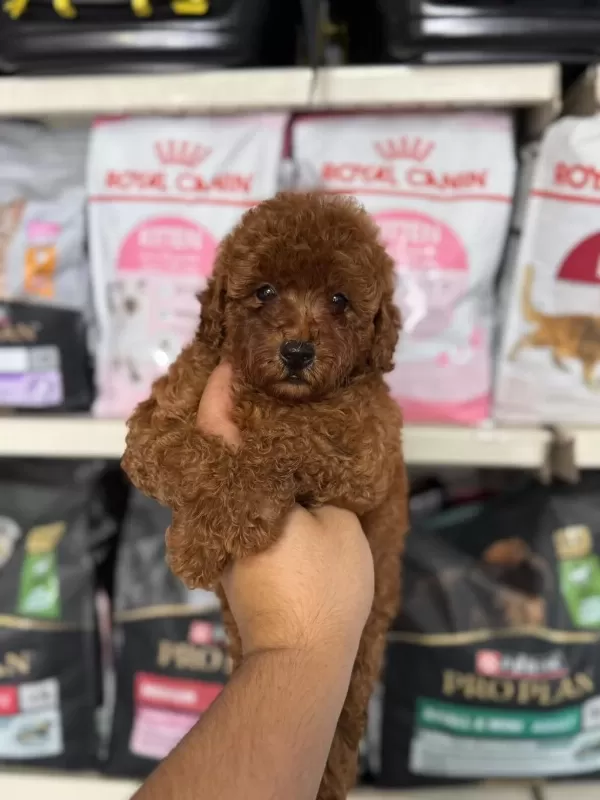 Kore Kan Poodle Yavrularımız