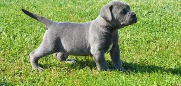 Blue Cane Corso Yavrulari