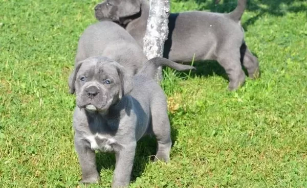 Blue Cane Corso Yavrulari