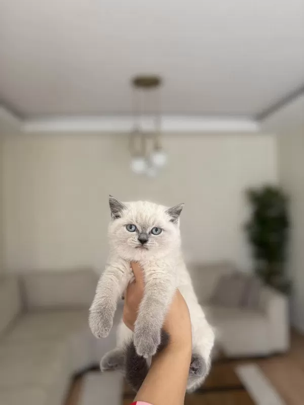 British Shorthair Blue Point Yavrularimiz Teslime Hazir