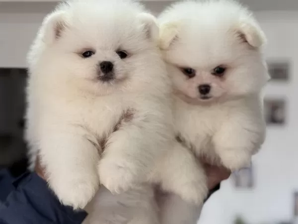 Ayı Suratlı Safkan Pomeranian Yavrular