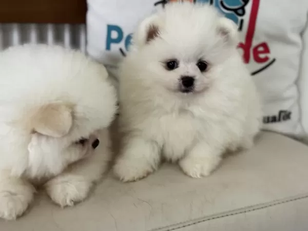 Ayı Suratlı Safkan Pomeranian Yavrular