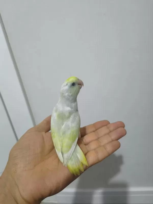 Yavru Forpus Papağanı