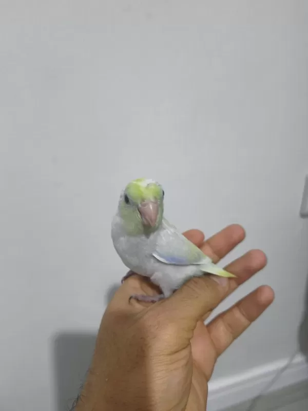 Yavru Forpus Papağanı