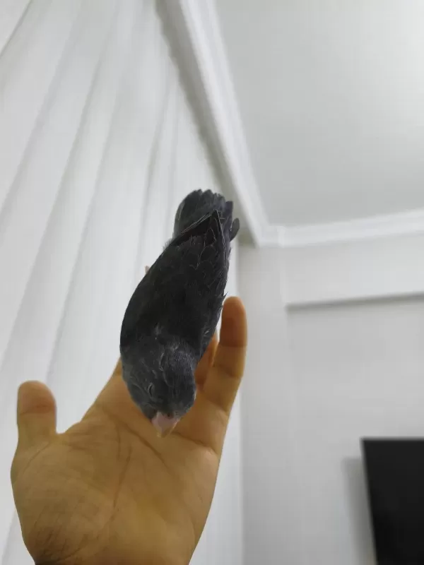 Yavru Forpus Papağanı