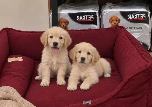 Pamuk Gibi A Kalite Golden Bebekler