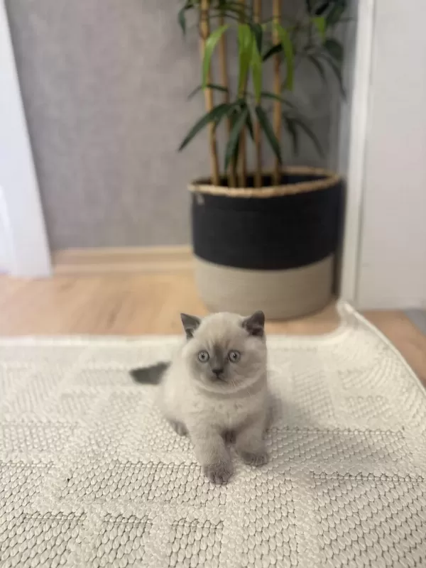 British Shorthair Blue Point Yavrularim