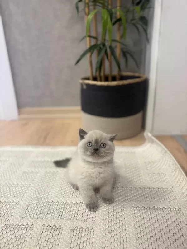 British Shorthair Blue Point Yavrularim