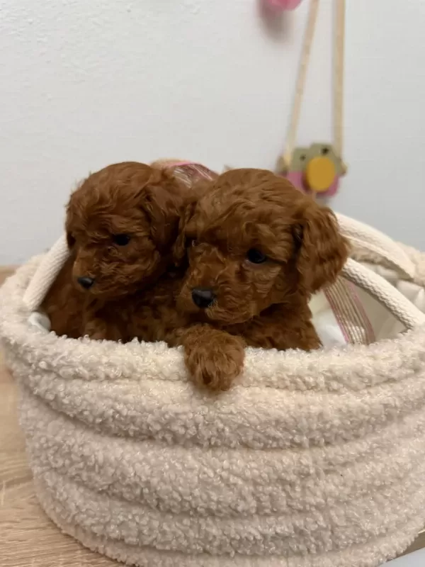 Red Brown Toy Poodle Yavrular
